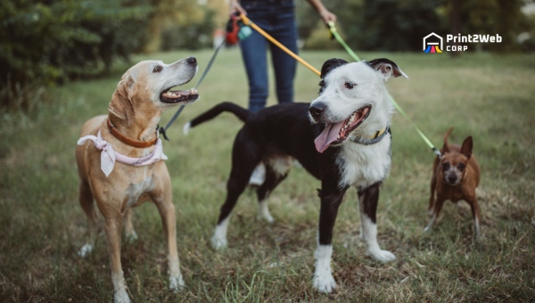 Side Hustles That Pay Weekly: Dog Walking