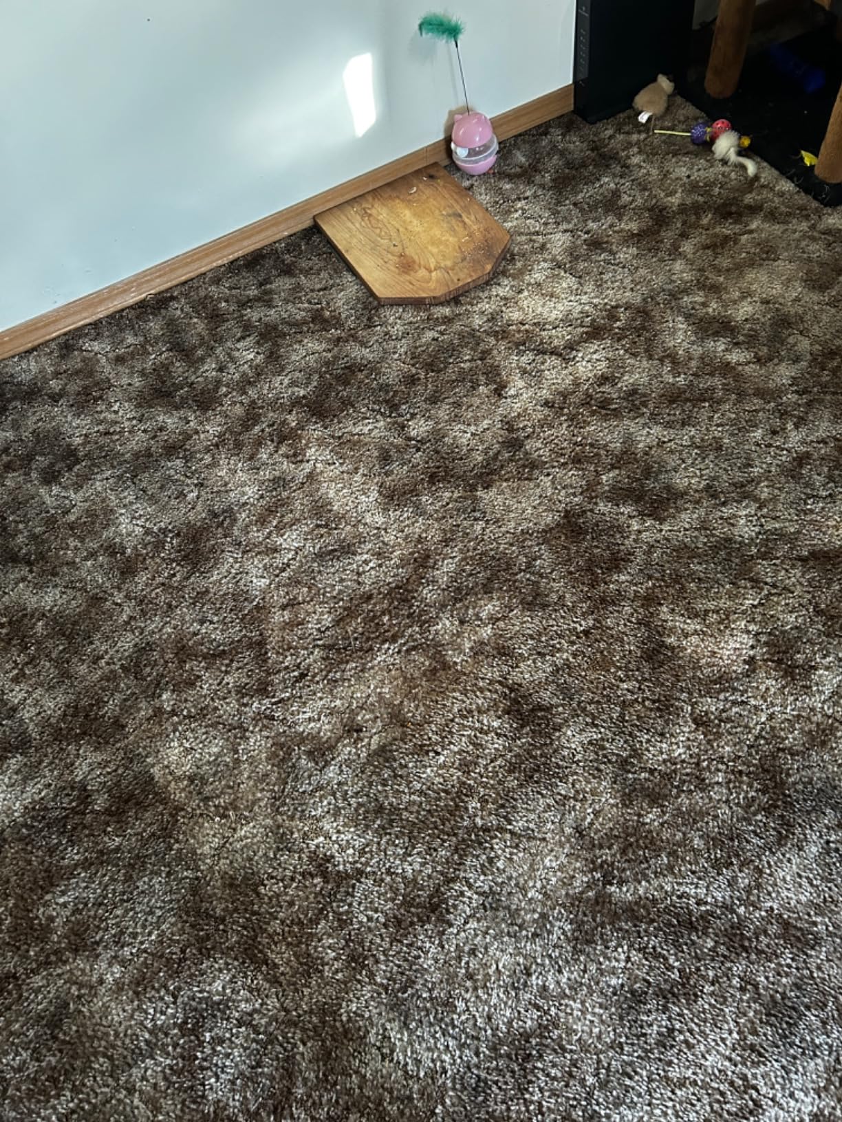 Shark Upright Vacuum Cleaner Navigator Lift-Away Deluxe NV360 - Pet Hair, Carpet & Hard Floor, HEPA Filter customer photo 1