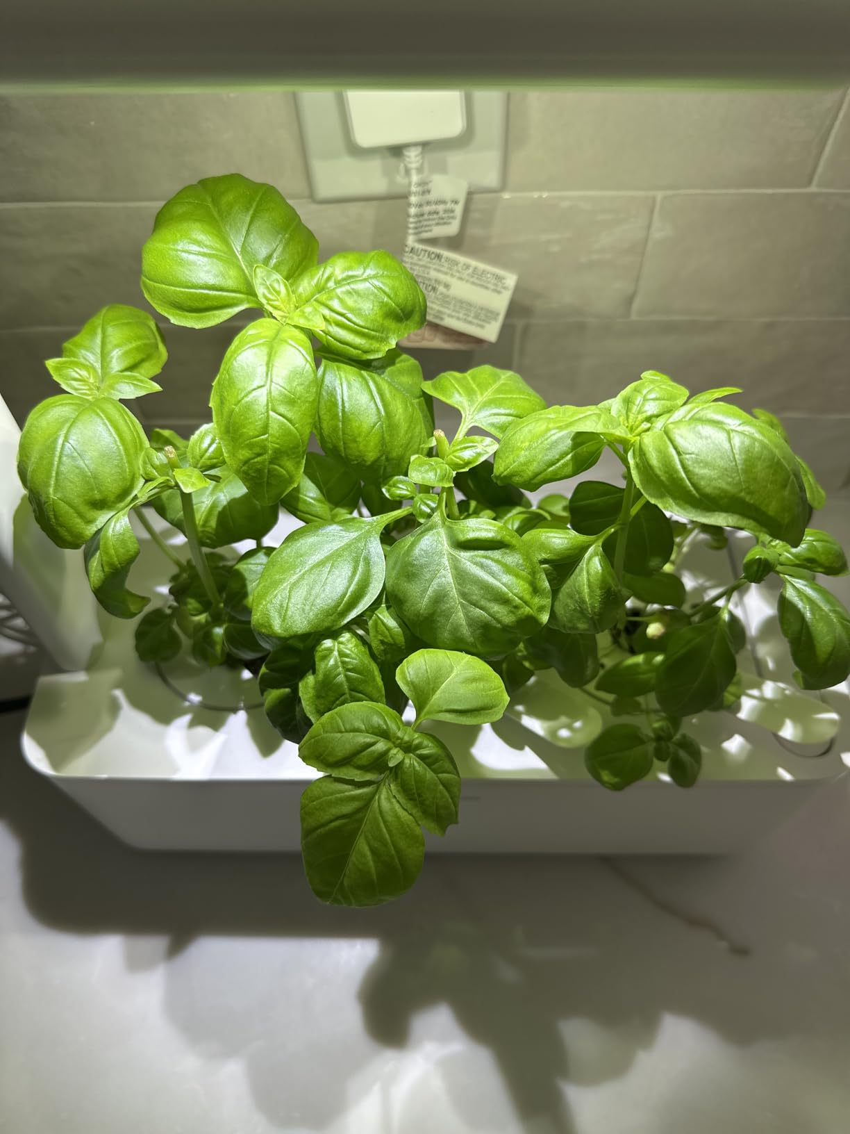 Click & Grow Indoor Herb Garden Kit with Grow Light | Smart Garden for Home Kitchen Windowsill | Easier Than Hydroponics Growing System (3 Basil Pods Included), White customer photo 2