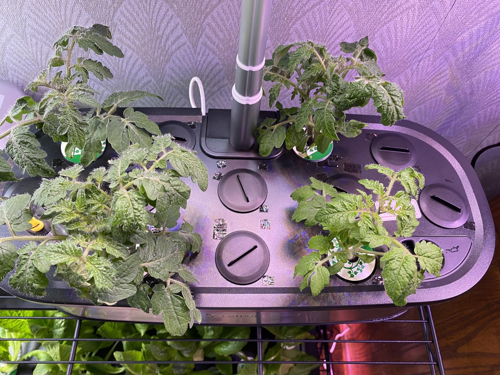 LETPOT LPH-SE Hydroponics Growing System, 12 Pods Smart Herb Garden Kit Indoor, Indoor Garden, APP & WiFi Controlled, with 24W Growing LED, 5.5L Water Tank customer photo 2