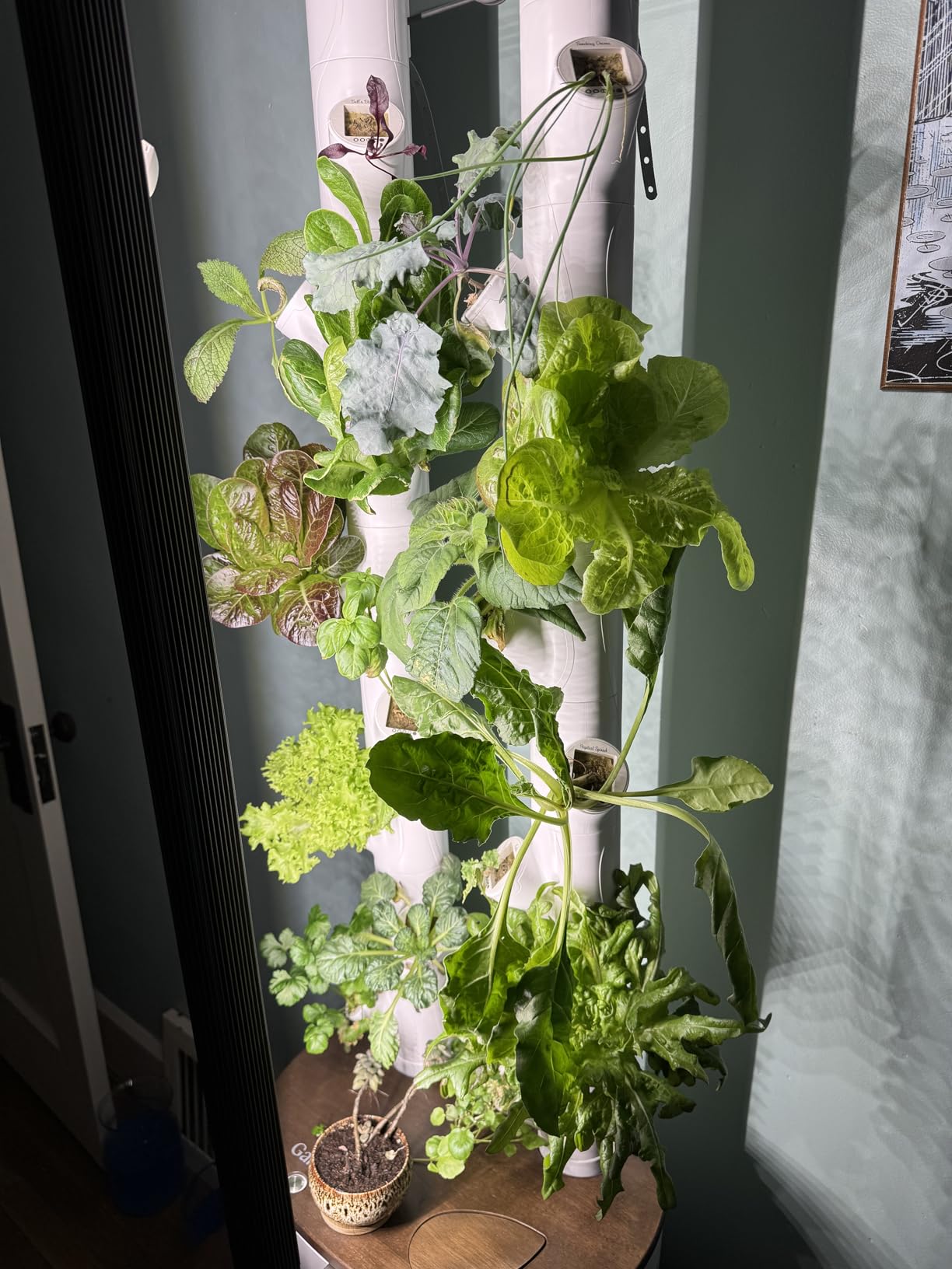 Gardyn Studio 1 Vertical Hydroponics Growing System Kit - 16 Non-GMO Plants, Herbs, Vegetables - Tower Garden - Hydroponic Herb Garden Planter Indoor Kit with LED Grow Lights customer photo 2