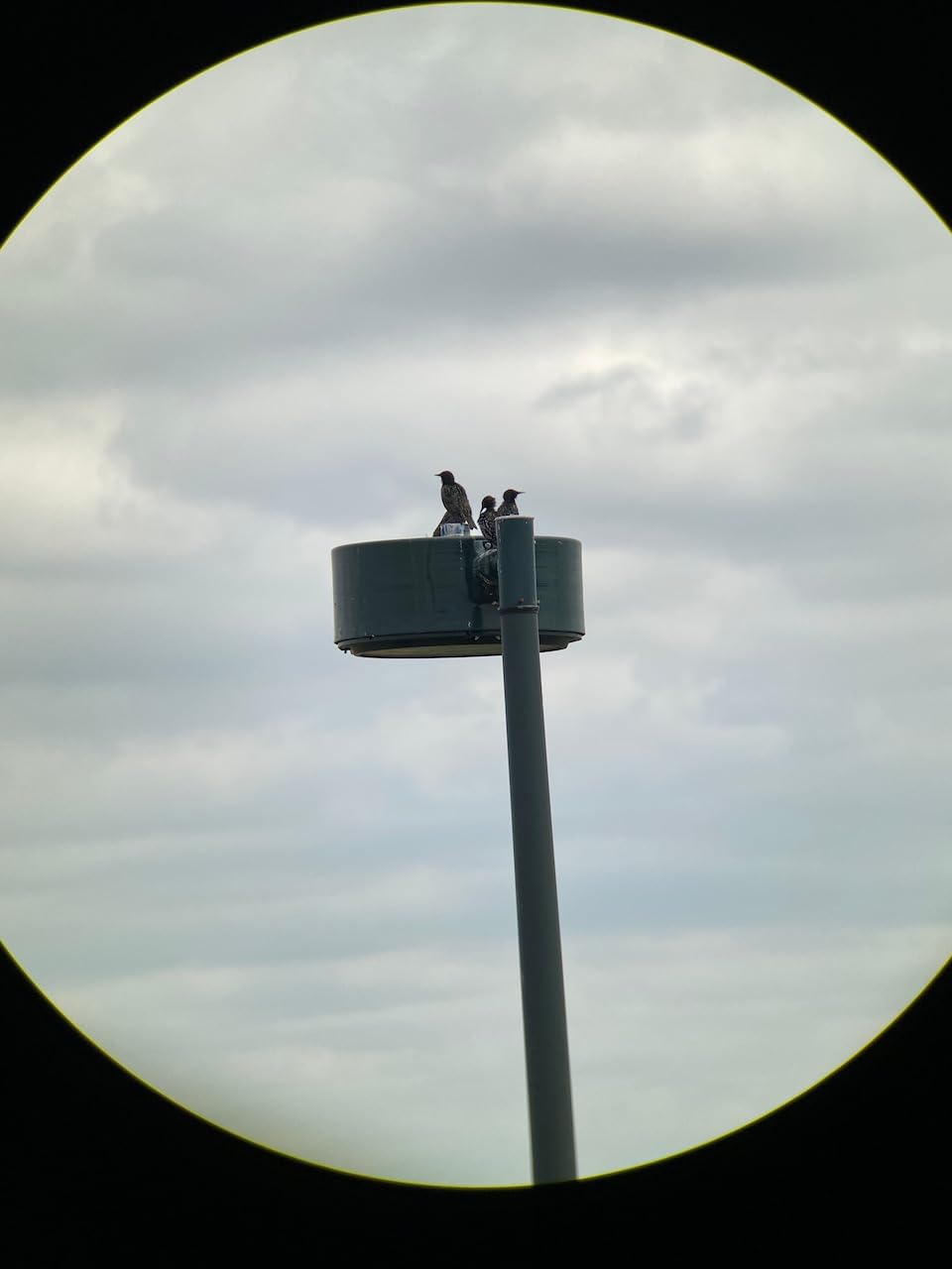 Vortex Razor HD 10x42 Roof Prism Binoculars customer photo 1