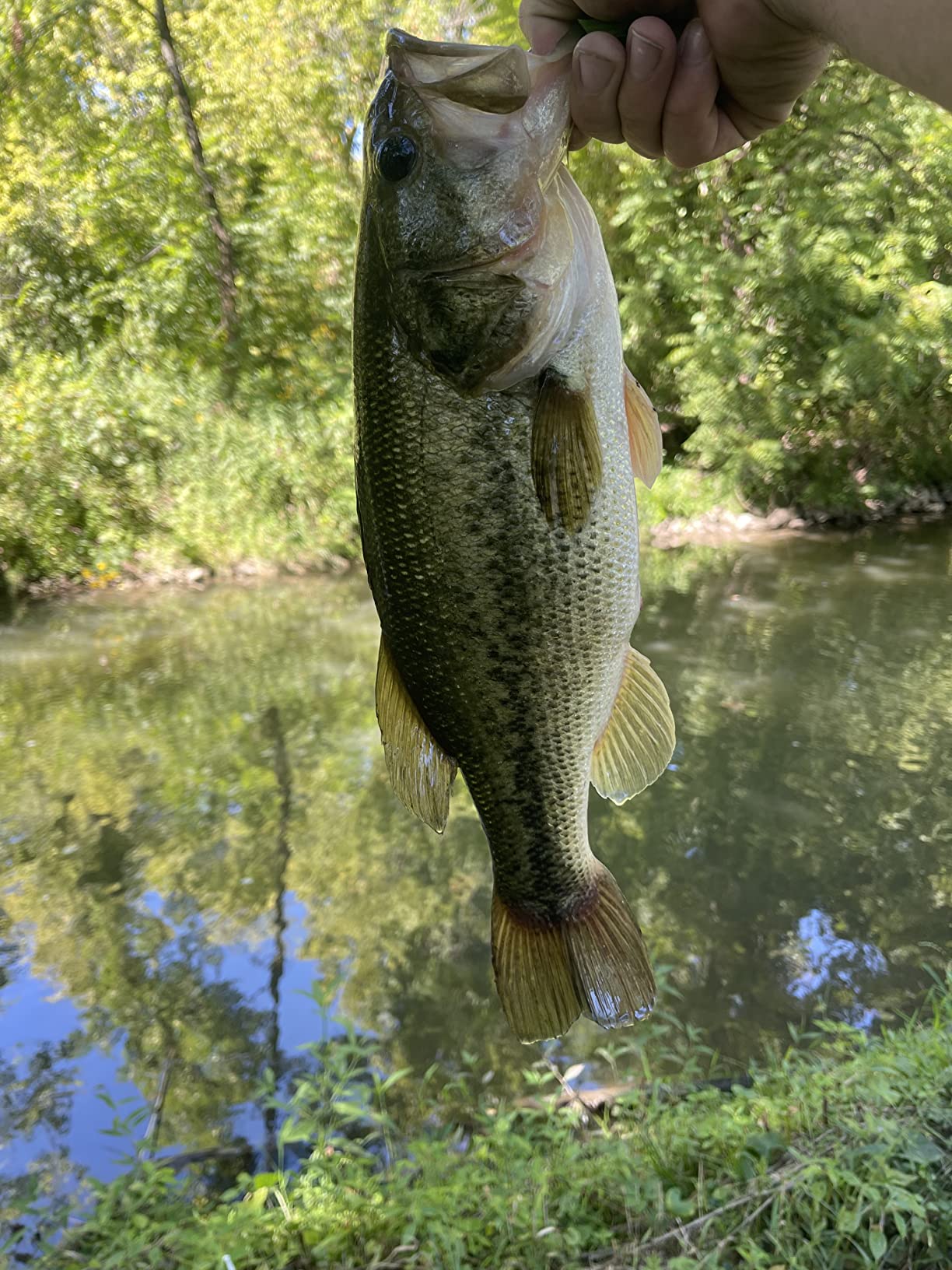 Daiwa Spinmatic-SMD Rod customer photo 2