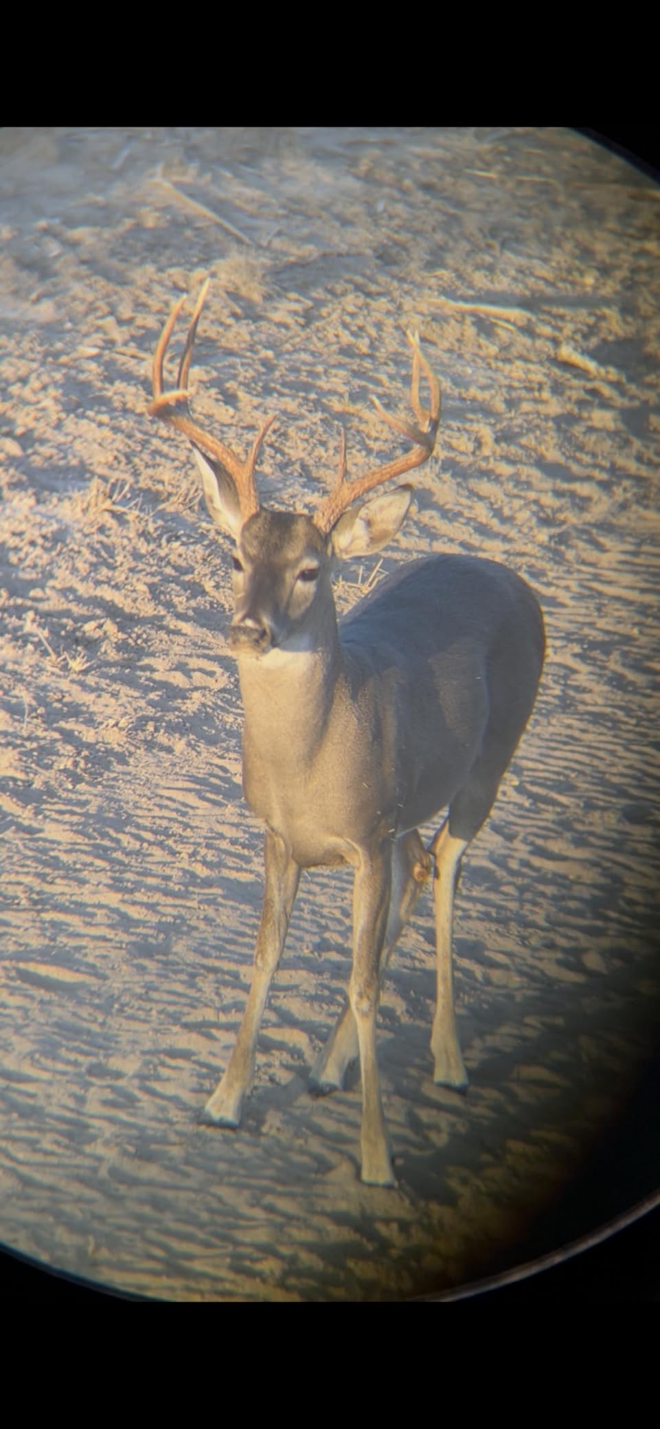 Vortex Diamondback HD 8x32 Binoculars customer photo 1