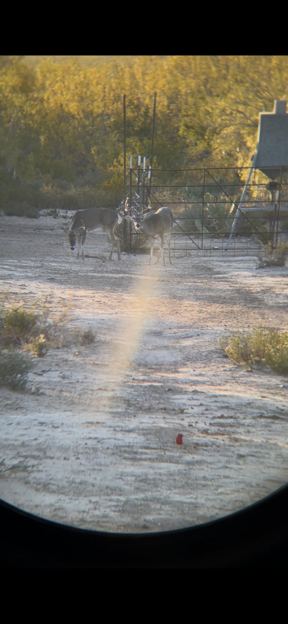 Vortex Diamondback HD 8x32 Binoculars customer photo 2