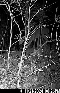 Browning Defender Pro Scout Max HD 24MP Dual SIM Cellular Trail Camera - Ultra High Gain Antenna, Smart Infrared Video, 100' Detection Range & Smartphone App Compatibility (OVIX Camo) customer photo 1
