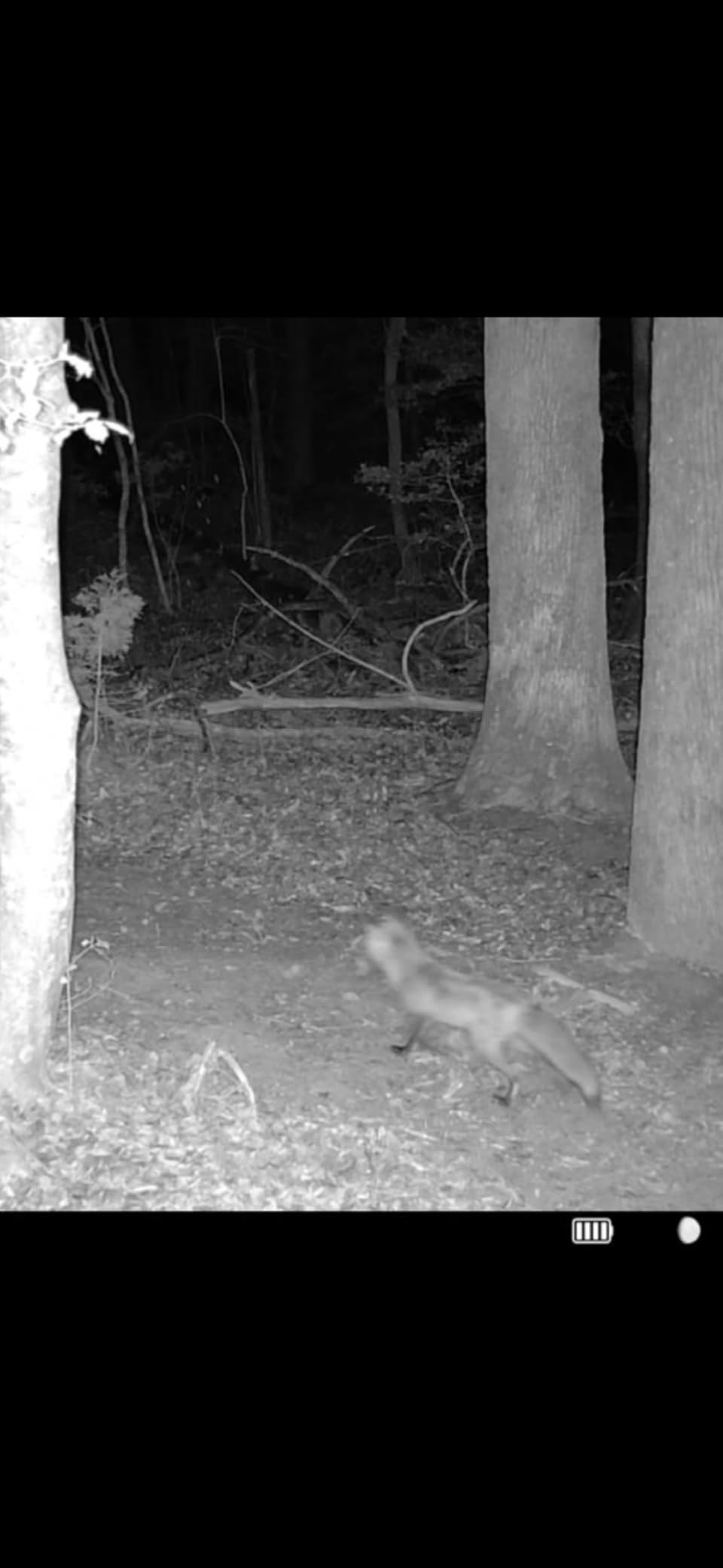 TACTACAM Reveal Ultra Cellular Trail Camera: 4K Photo, 1080p Video, Live View, GPS Tracking-Enabled, Switchable No-Glow/Low-Glow Flash, LTE Connectivity, LCD Screen customer photo 1