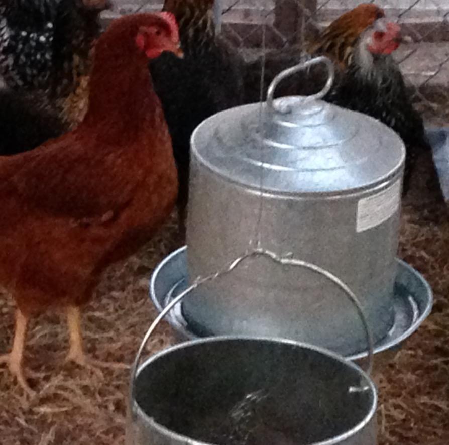 Little Giant Double Wall Metal Poultry Fount | Poultry Waterer | Heavy Duty Galvanized Steel Waterer | Made in USA (Silver, 3 Gallon) customer photo 1