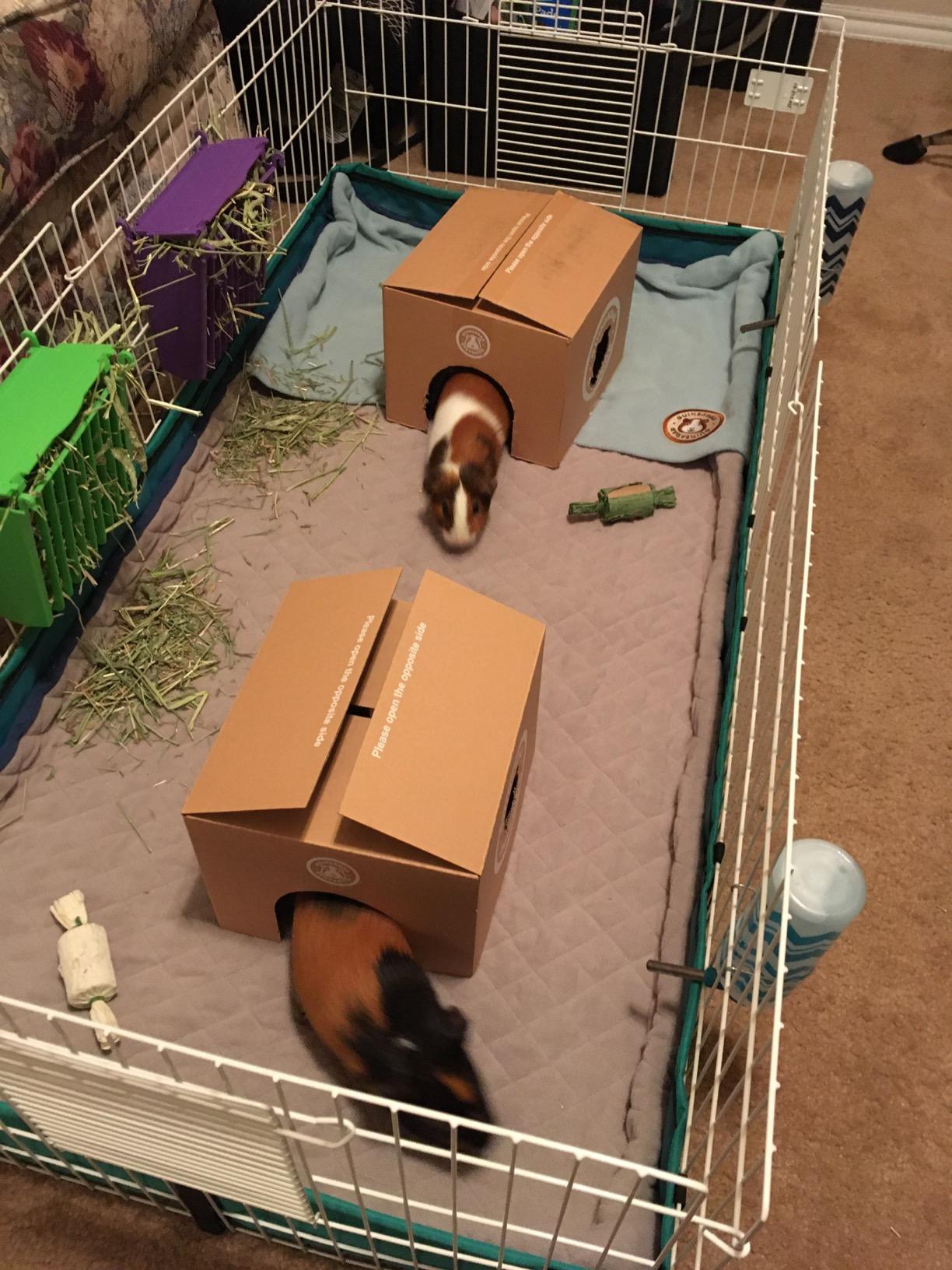 MidWest Homes for Pets Guinea Habitat Cage, Washable PVC Canvas Bottom, Secure Sides, Tool-Free Setup, Expandable Small Animal Cage for Guinea Pigs, 171GH customer photo 1