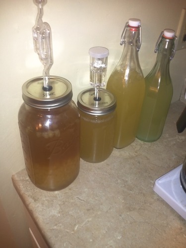 Quarter Cup Florida Sun Kefir Exclusive LIVE Prickly Pear Cactus Nodules Virgin Water Kefir Grains Unused customer photo 1