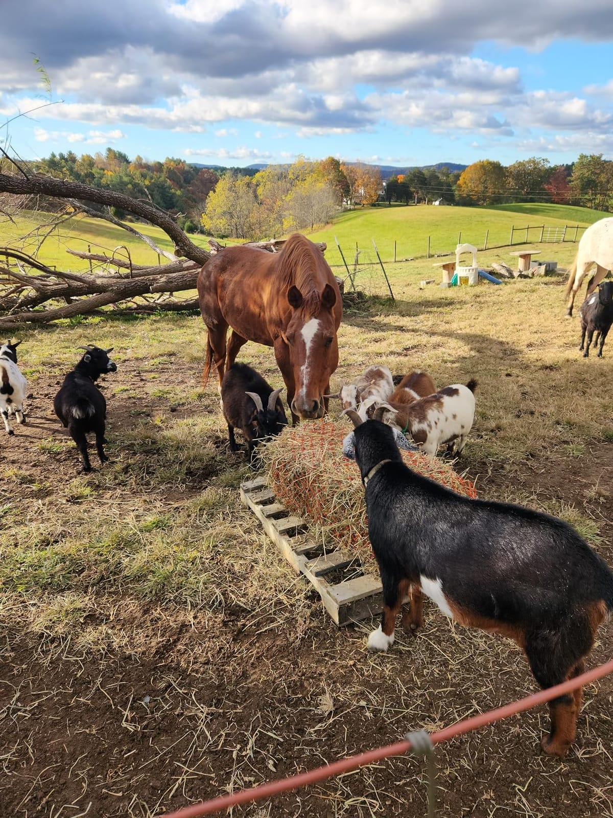 Tough1 Slow Feed Hay Net - Red customer photo 1