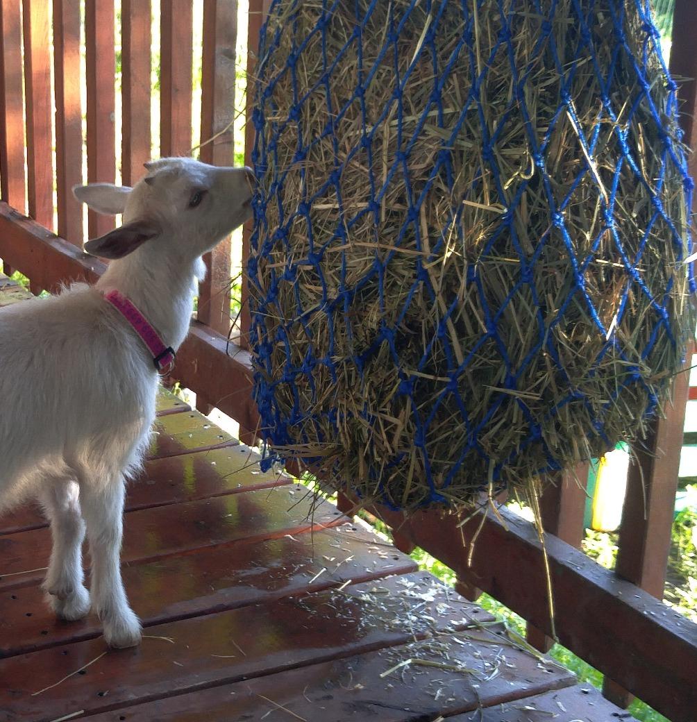 Tough1 Slow Feed Hay Net - Red customer photo 2
