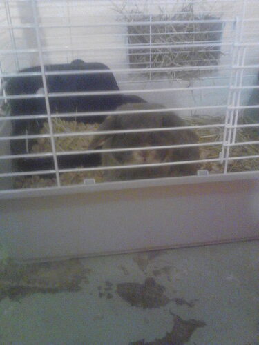 Living World - Deluxe Hybrid Habitat, X-Large | Rabbit, Guinea Pig, Chinchillas, and Small Animal Cage customer photo 1
