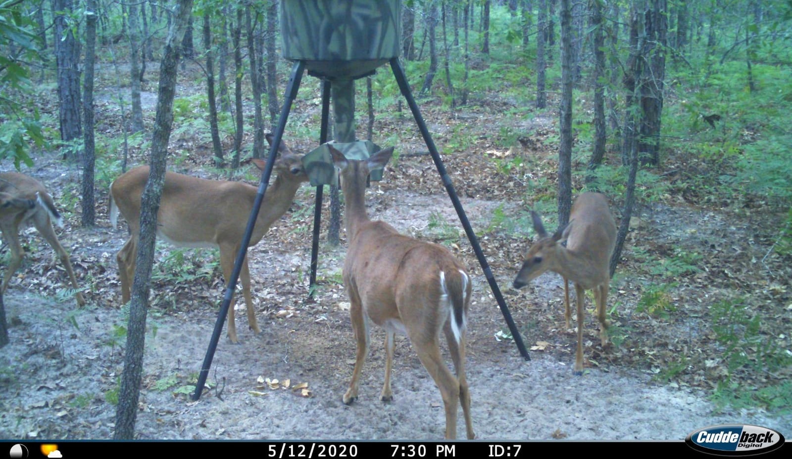 Wildgame Innovations Quick-Set 270 lb Game Feeder | Durable tripod Corn/Pellet hunting feeder, digital timer, 1-4 available feed times & 30-feet radius customer photo 2