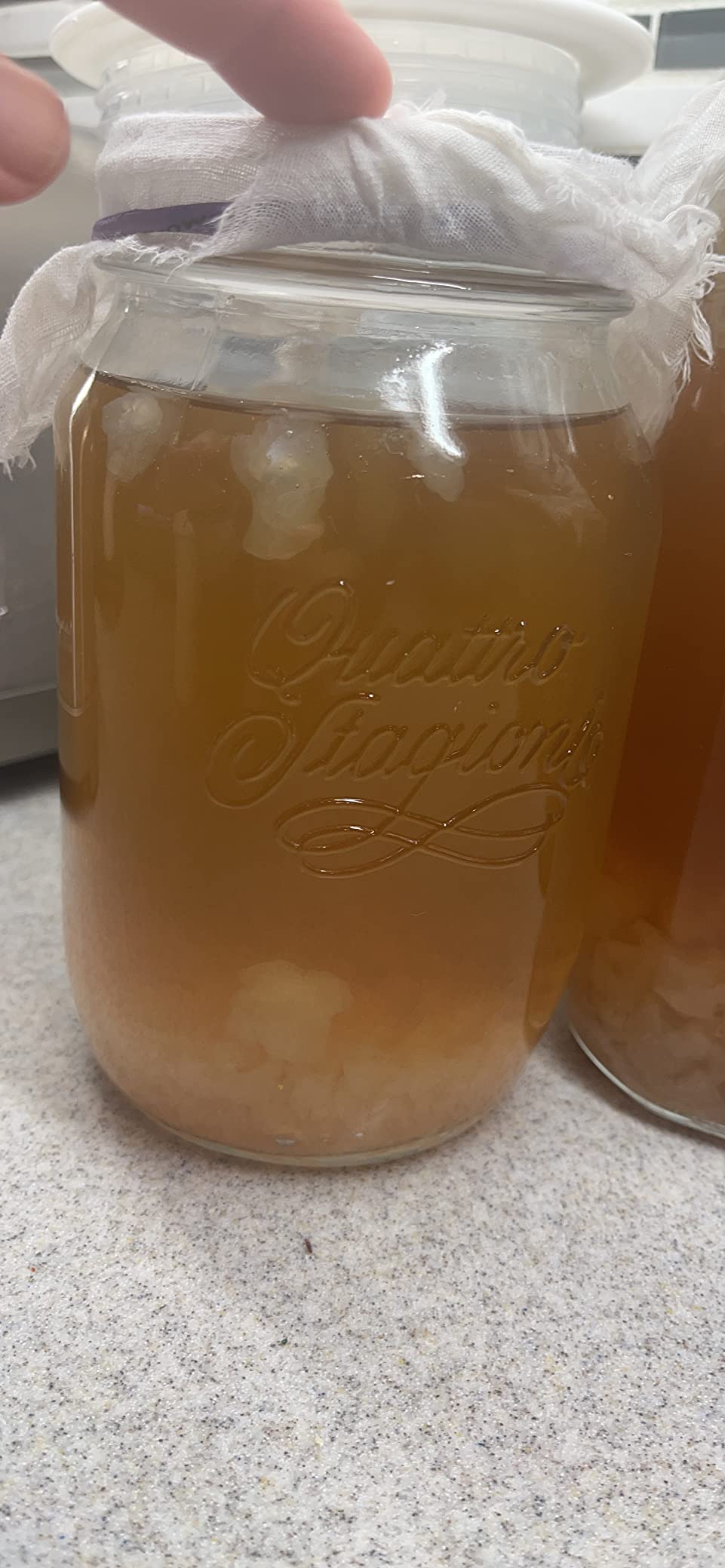 2 LARGE PORTION CUPS with 33% MORE EACH Live Florida Sun Kefir Natural Water Kefir Grains customer photo 1