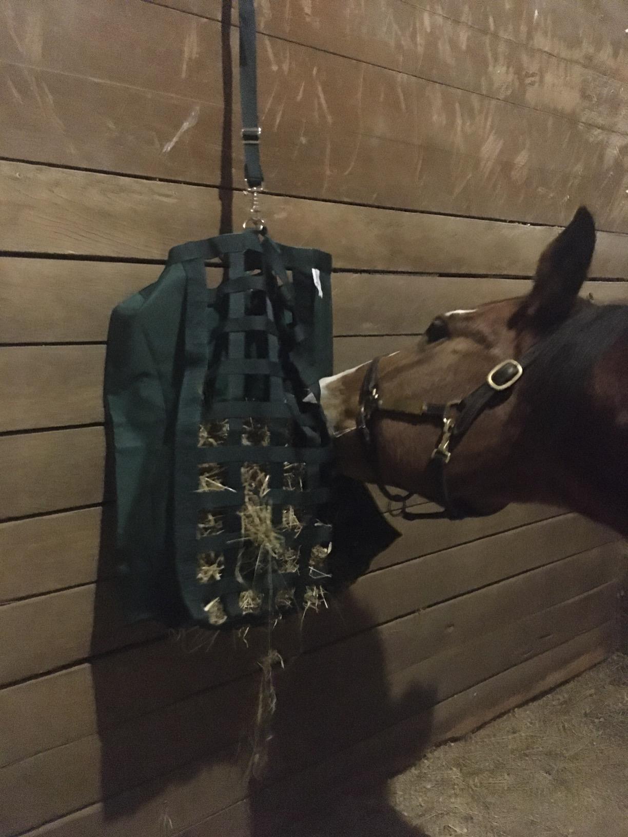 Derby Originals Front Web Slow Feeder Horse Hay Bag Super Tough Bottom with 6 Month Warranty customer photo 1