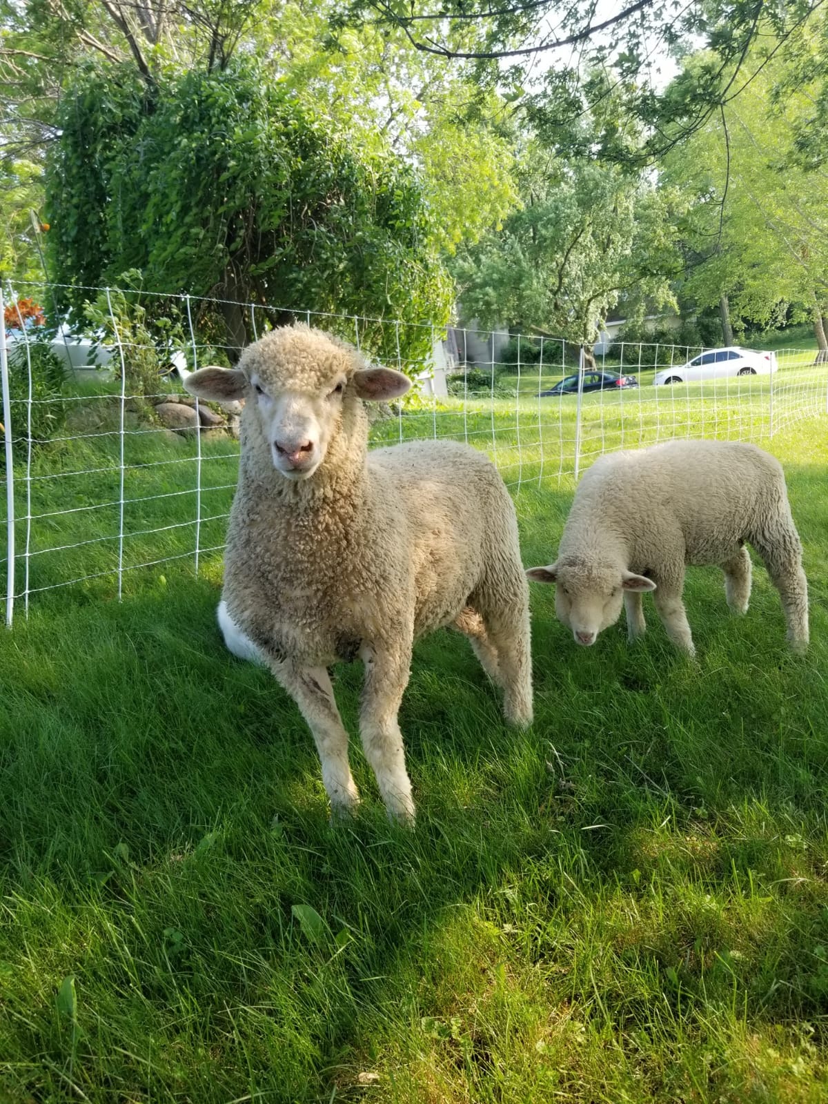 Premier 1 ElectroNet Electric Fence for Sheep & Goats - 35