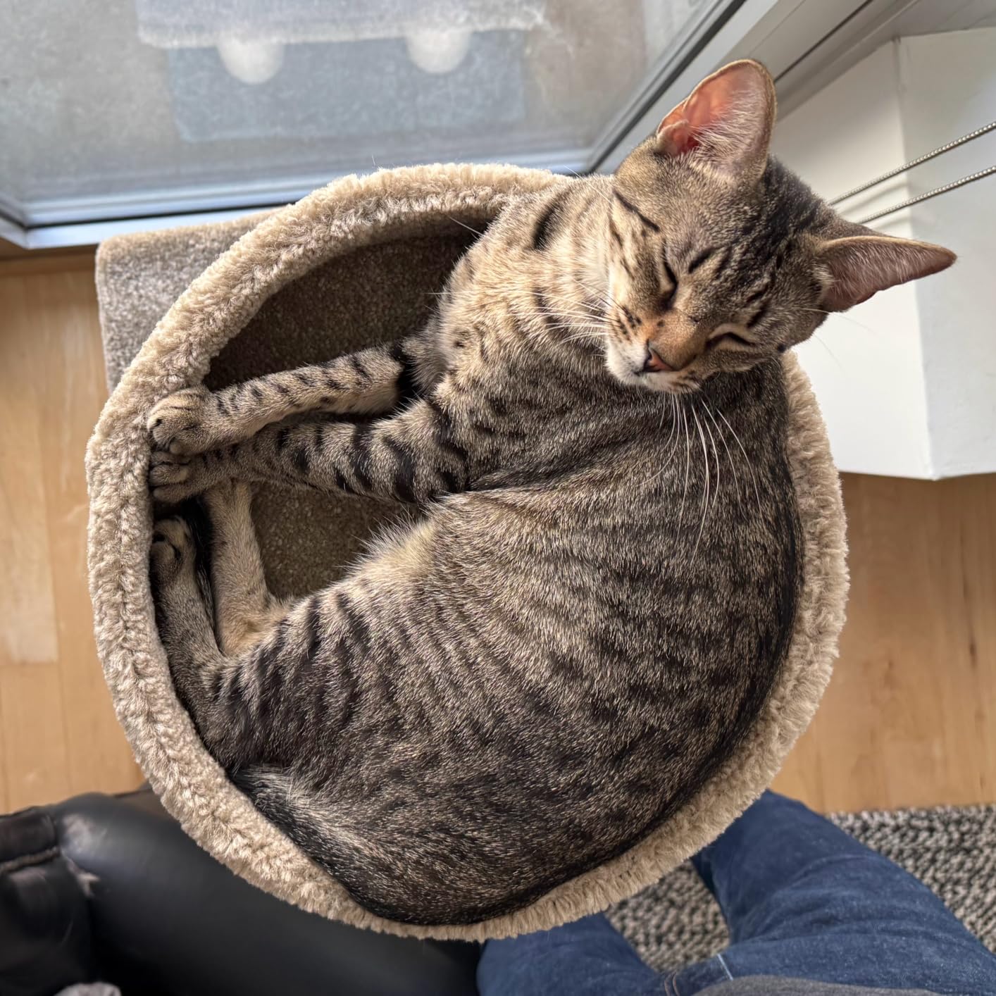 Amazon Basics Cat Tree Tower - Multi-Level Climbing Activity Center for Indoor Cats & Kittens with Scratching Posts, Platform, Jute Rope, Large (45.9