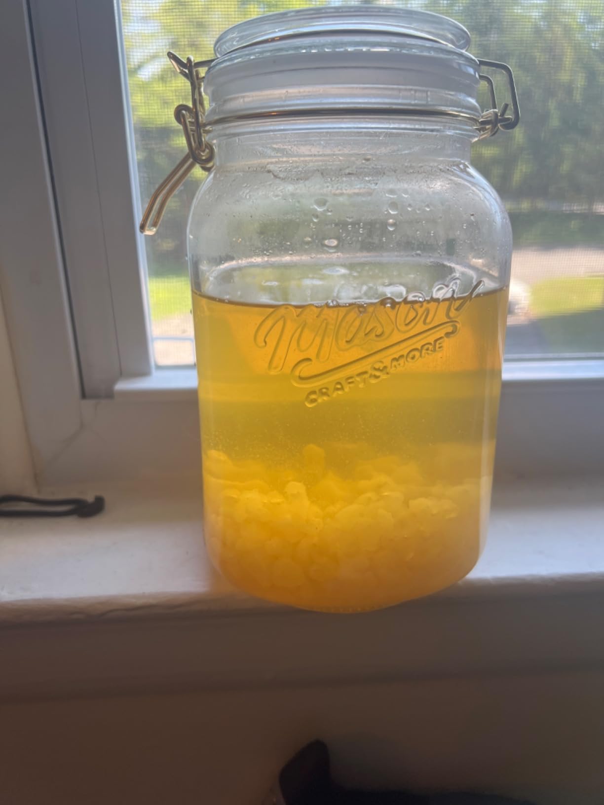 One SEALED Glass Jar HALF Cup Original Florida Sun Kefir Live Water Kefir Grains customer photo 1