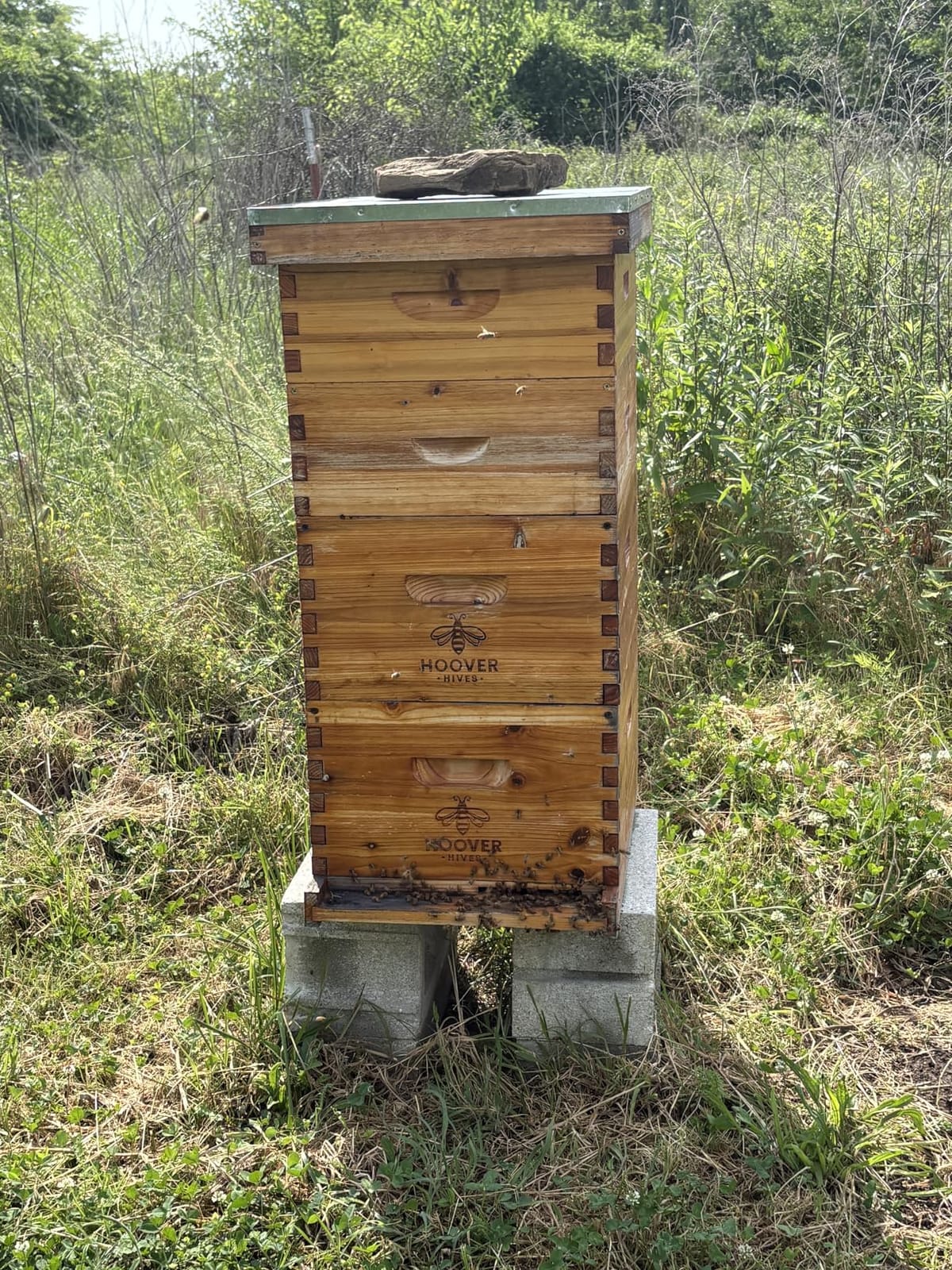 Hoover Hives: The Original Beeswax Coated Beehive Kit. Includes 2 Deep & 1 Medium Boxes with 10 Wooden Frames & Heavy Wax Coated Foundations. Easy Assembly with Predrilled Holes& Screws (Unassembled) customer photo 2