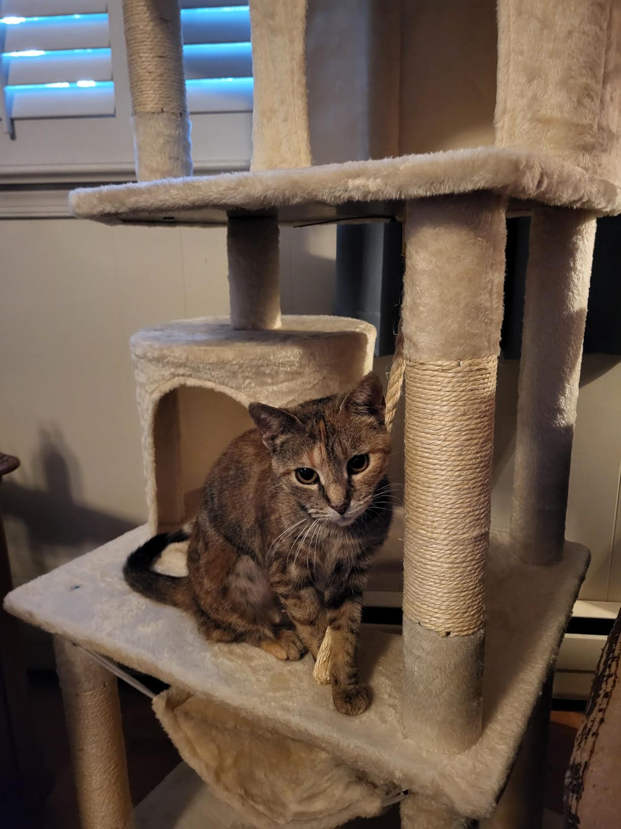 Yaheetech 62.5in Tall Cat Tree w/2 Cat-Ear Perches & 2 Condos, Dark Gray | Multi-level cat tower with scratching posts, hammock, sturdy 24 x 19in base and 88 lb capacity for medium & large indoor cats customer photo 1