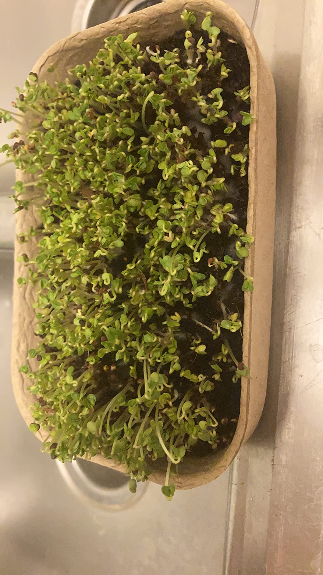 Back to the Roots DIY Microgreen Grow Kit, 6-Grow Variety Pack customer photo 1