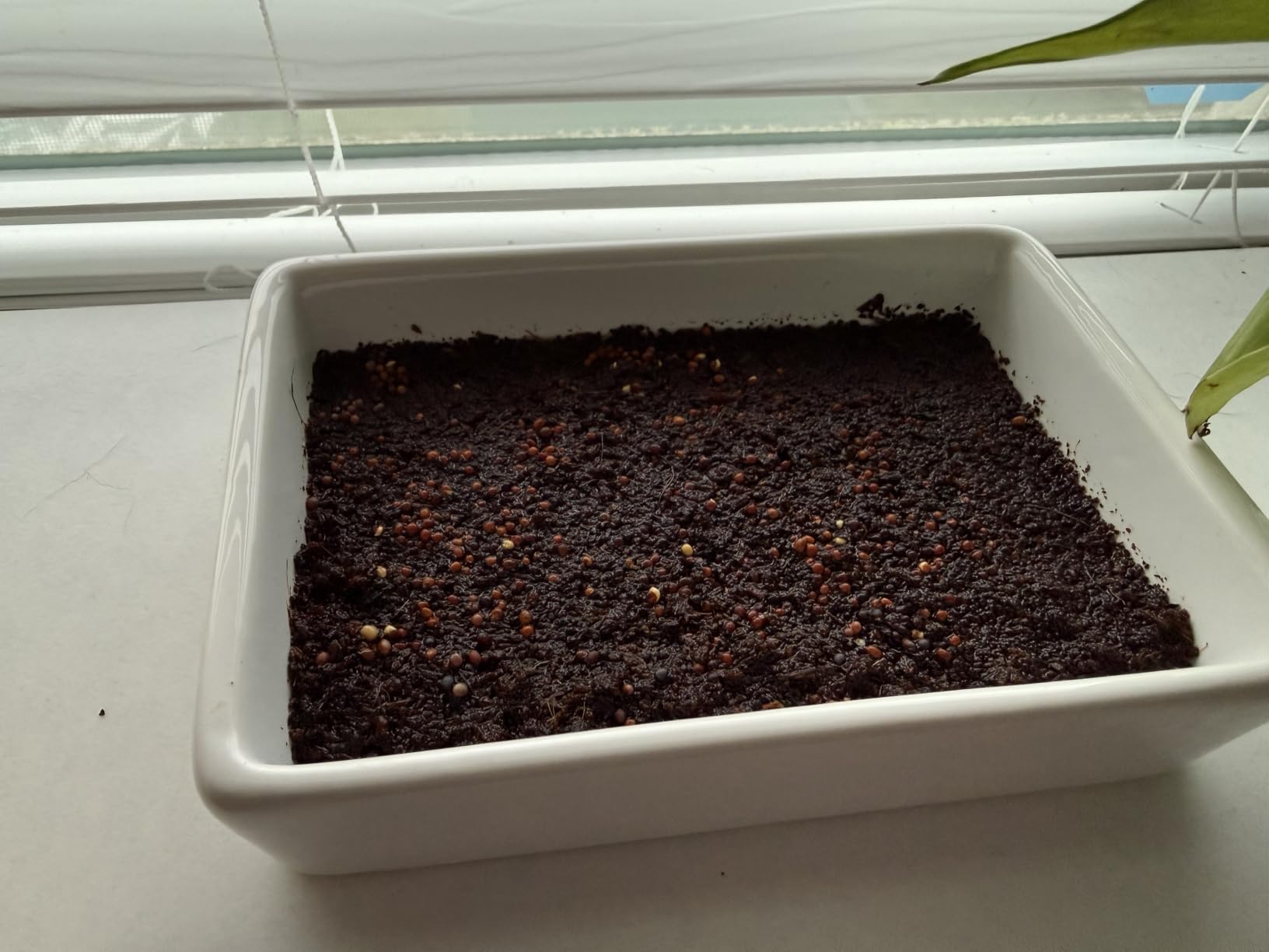 Back to the Roots DIY Microgreen Grow Kit, 6-Grow Variety Pack customer photo 2