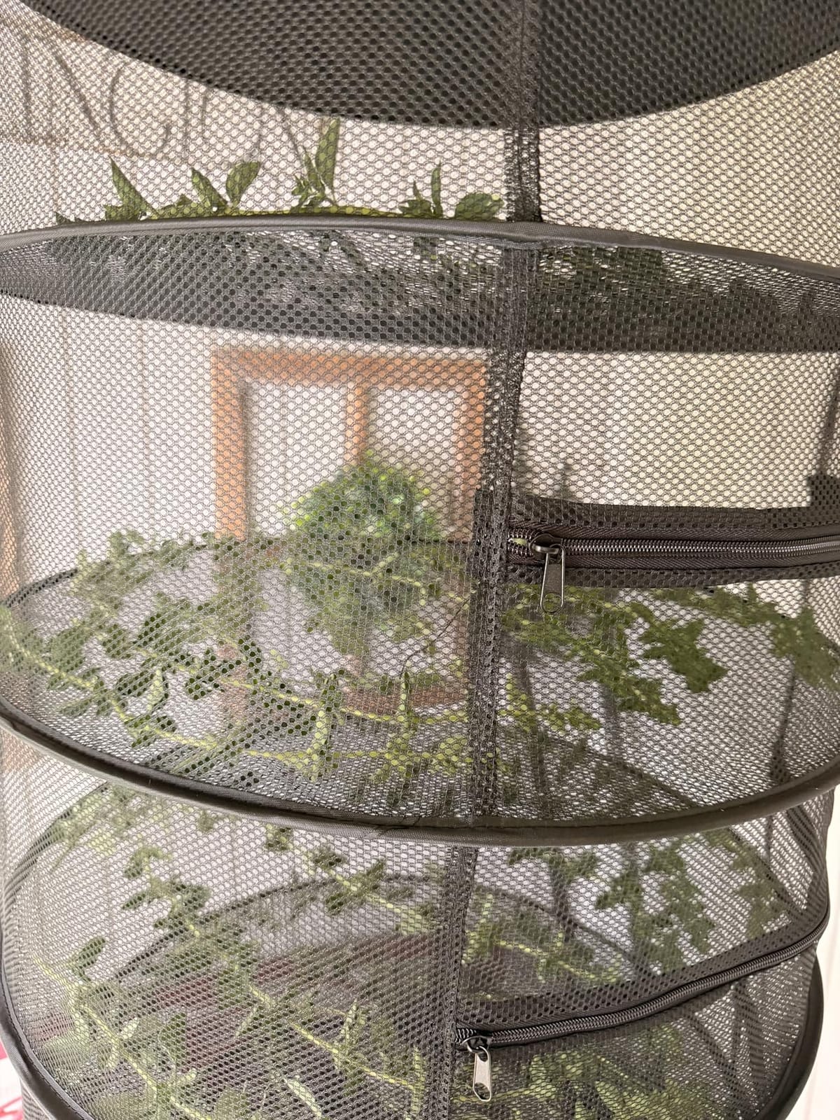 Herb Drying Rack-2ft Diameter 8 Layer Folding Mesh Hanging Basket Dryer Net with Zippers for Seeds Flowers Buds Plants Garden Outdoor Bumper Harvest(D24xH31 inch) customer photo 2