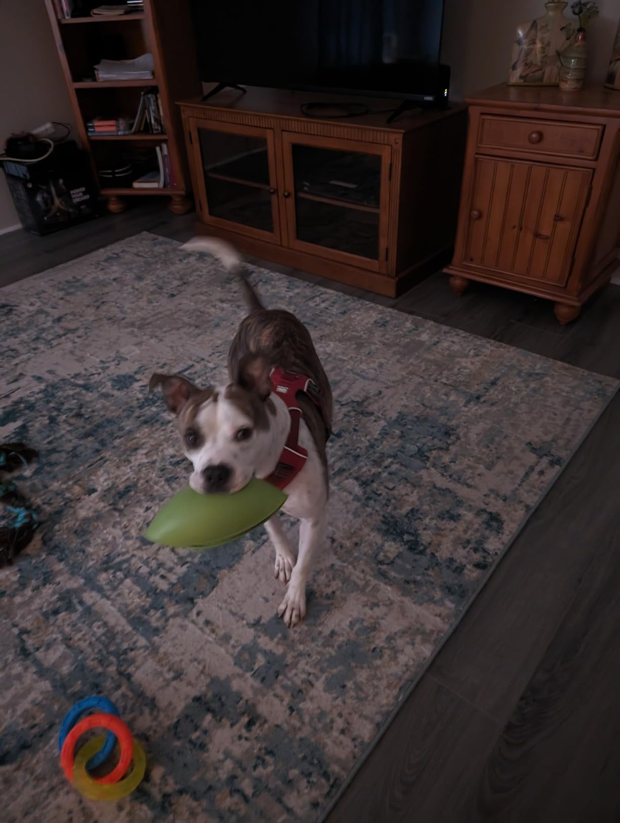 LickiMat Wobble, Dog Slow Feeder Bowl Lick Mat, Boredom Anxiety Reducer; Perfect for Food, Treats, Yogurt, or Peanut Butter. Fun Alternative to a Slow Feed Dog Bowl, Turquoise customer photo 2