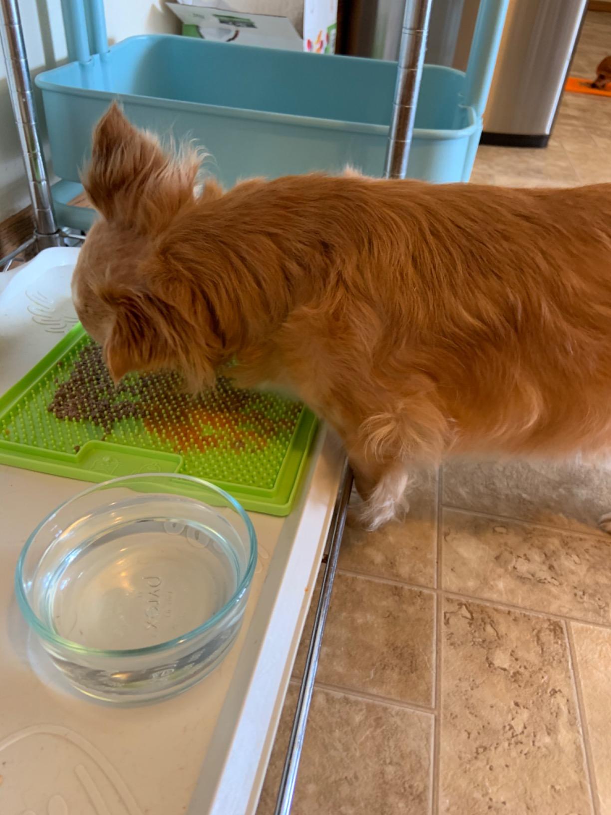 LickiMat Classic Soother Slow Feeder for Dogs Lick Mat Boredom Anxiety Reducer Perfect for Food Treats Yogurt Liquid Food Peanut Butter Fun Alternative to a Slow Feed Dog Bowl, Orange customer photo 1