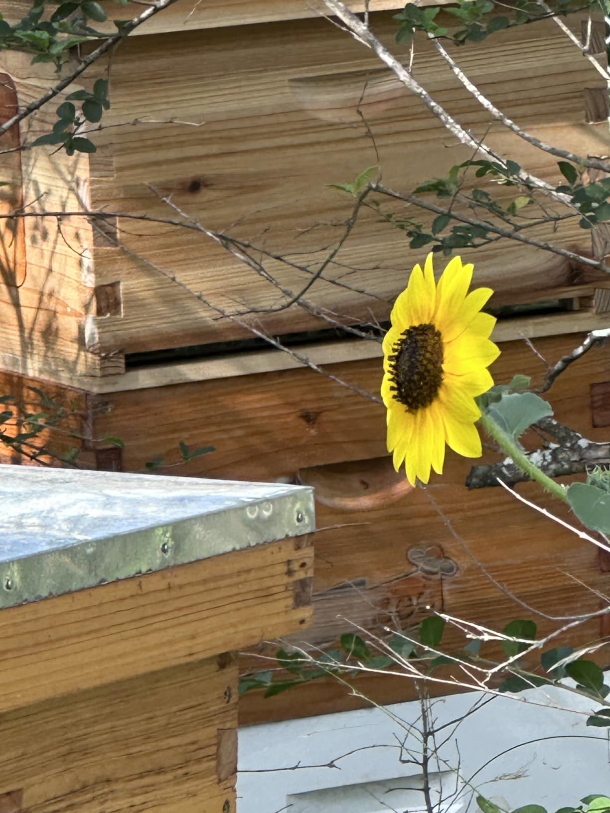 LANGLANG Automatic Wooden bee hive House kit with 7 PCS Upgraded Auto Frame Comb-Beehive Box Honey Free harvesting. customer photo 1