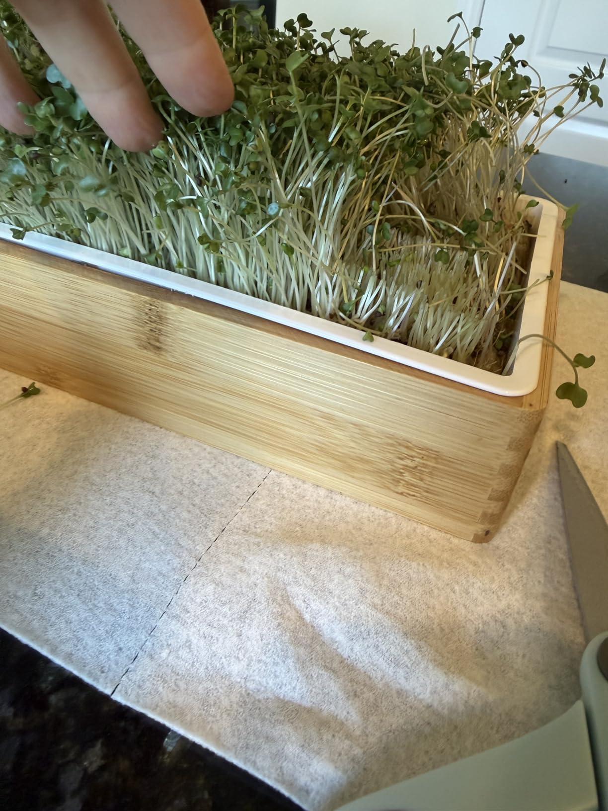 Microgreens Growing Kit - Self-Watering Tray with US Premium Seeds | Grow broccoli and salad mix indoors with a reusable tray, grow mats, USA premium seeds & bamboo frame. customer photo 2