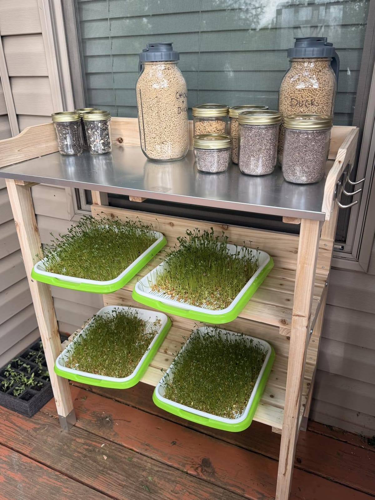 Legigo 10 Pack Seed Sprouter Trays, Microgreens Growing Trays Kit | BPA Free & Soil Free, Reusable Sprouting Kit with Germination Paper for Wheatgrass, Beans, Cat Grass and Indoor Gardening customer photo 1