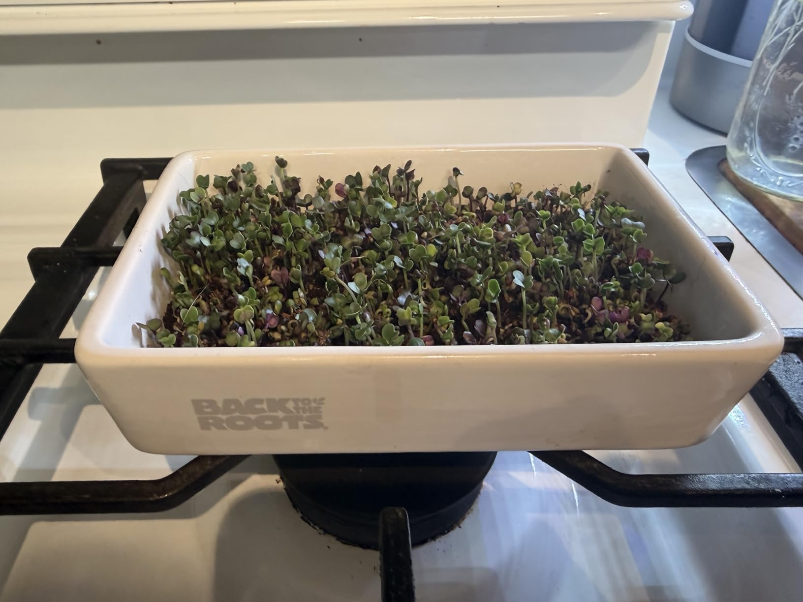 Back to the Roots Organic Microgreens Grow Kit with Ceramic Planter, Expandable Soil, Organic Seeds, and Germination Lid customer photo 1
