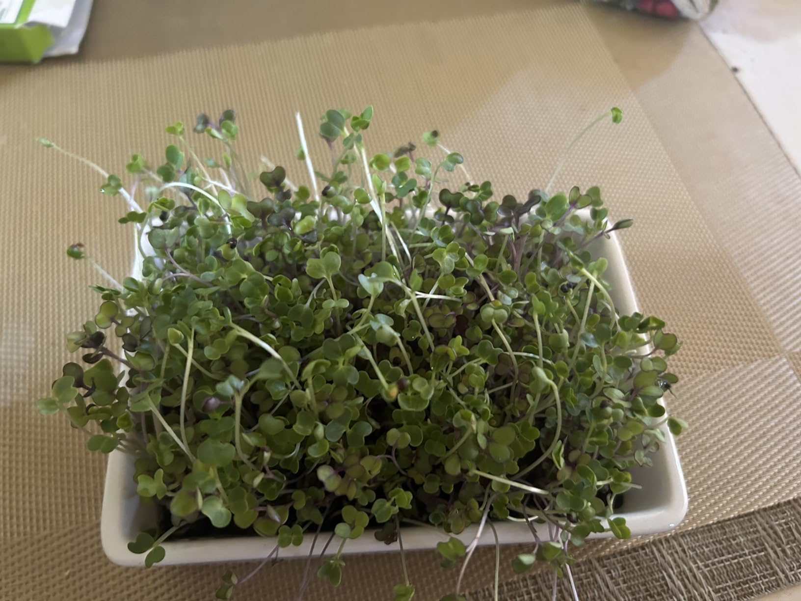 Back to the Roots Organic Microgreens Grow Kit with Ceramic Planter, Expandable Soil, Organic Seeds, and Germination Lid customer photo 2