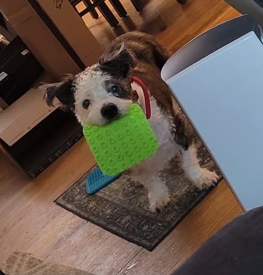 MateeyLife 2PCS Small Lick Mat for Dogs and Cats, Licking Mats for Dog Anxiety Relief, Cat Peanut Butter Lick Pad for Boredom Reducer, Dog Treat Mat Perfect for Bathing Grooming Blue&Green customer photo 1