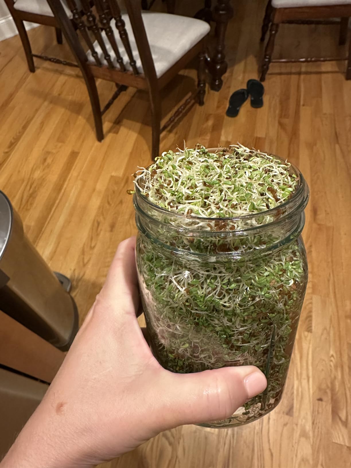 Organic Seed Sprouting Jar Kit - 2 x 32 oz Wide-Mouth Mason Jars with Stainless-Steel Sprouter Lids & Stand, Blackout Sleeves, Drain Tray - Grow Broccoli, Alfalfa & Bean Microgreens customer photo 1