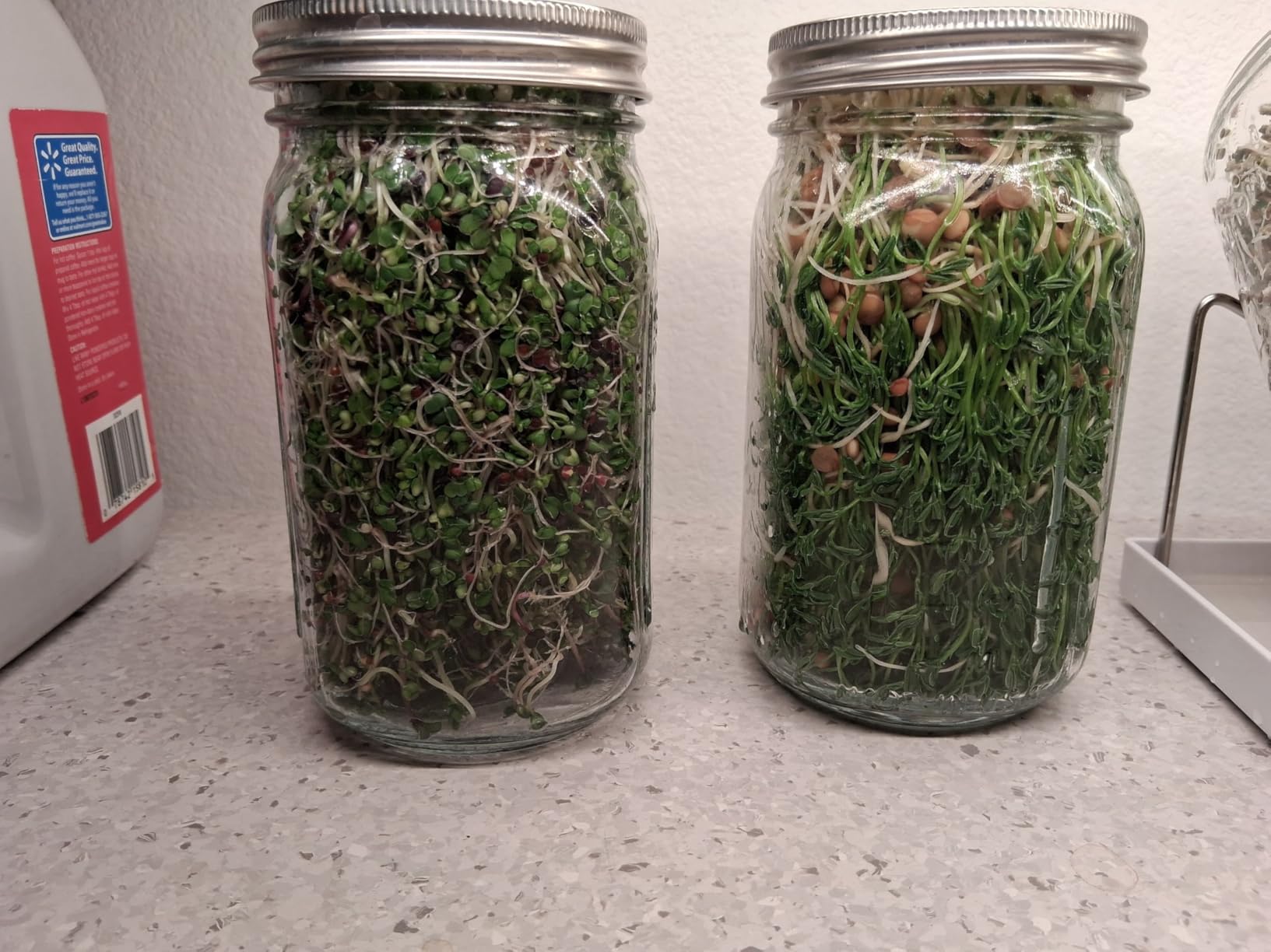 Organic Seed Sprouting Jar Kit - 2 x 32 oz Wide-Mouth Mason Jars with Stainless-Steel Sprouter Lids & Stand, Blackout Sleeves, Drain Tray - Grow Broccoli, Alfalfa & Bean Microgreens customer photo 2