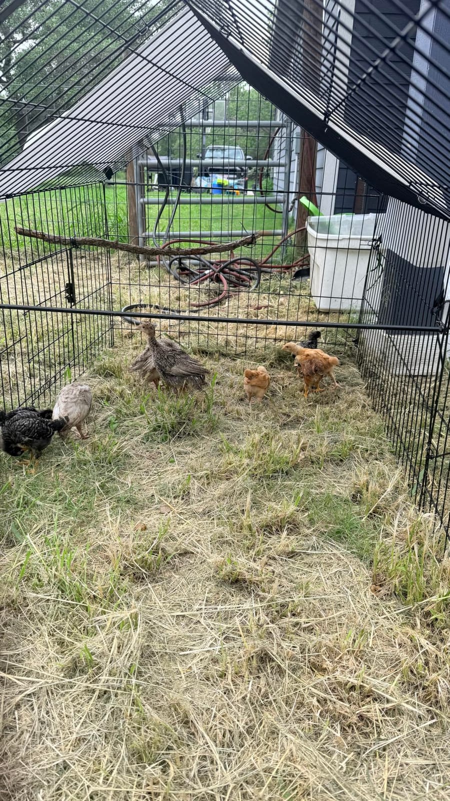 NUGRIART Metal Chicken Coop 83