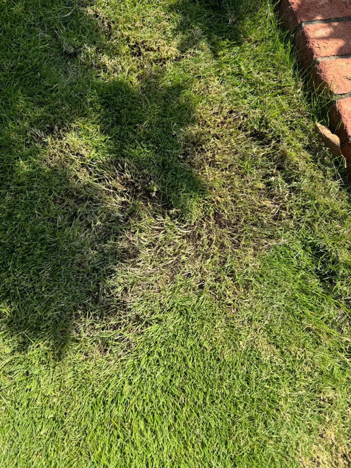 EGO POWER+ Electric Lawn Mower, Self-Propelled Cordless with Touch Drive, Includes (2) 56V 4.0Ah Batteries and Rapid Charger - LM2122SP-2 customer photo 1