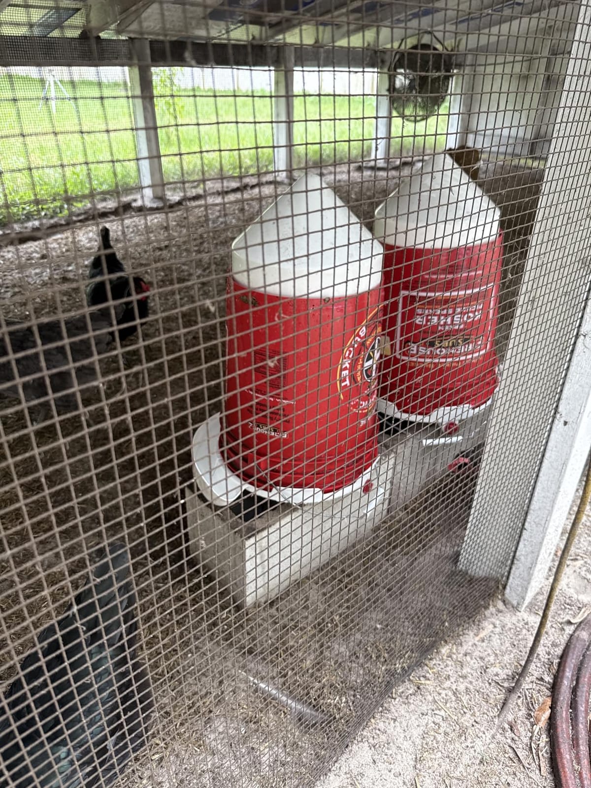 Poultry Pro Chicken Waterer for 5 Gallon Bucket (Bucket Not Included) | As Seen on Shark Tank, Hands-Free Gravity Fed Water for Chickens, Ducks & Small Birds, Poultry Waterer, Chicken Water Feeder customer photo 1