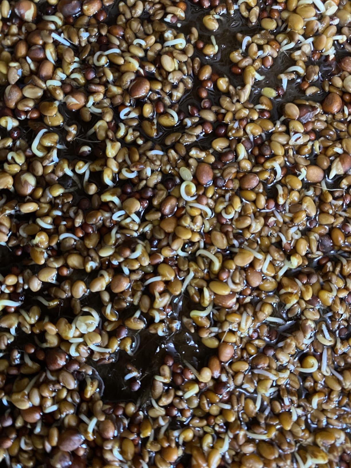 6 Pack Microgreens Growing Kit, Microgreens Trays for Indoor Gardening | 6 reusable trays, 12 hemp fiber grow mats, 15x11x2.5 Inch for sprouts wheatgrass hydroponic seed starting customer photo 1