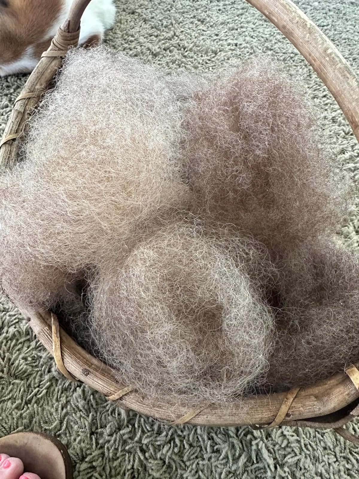 Larger Wool Carder, 5.9