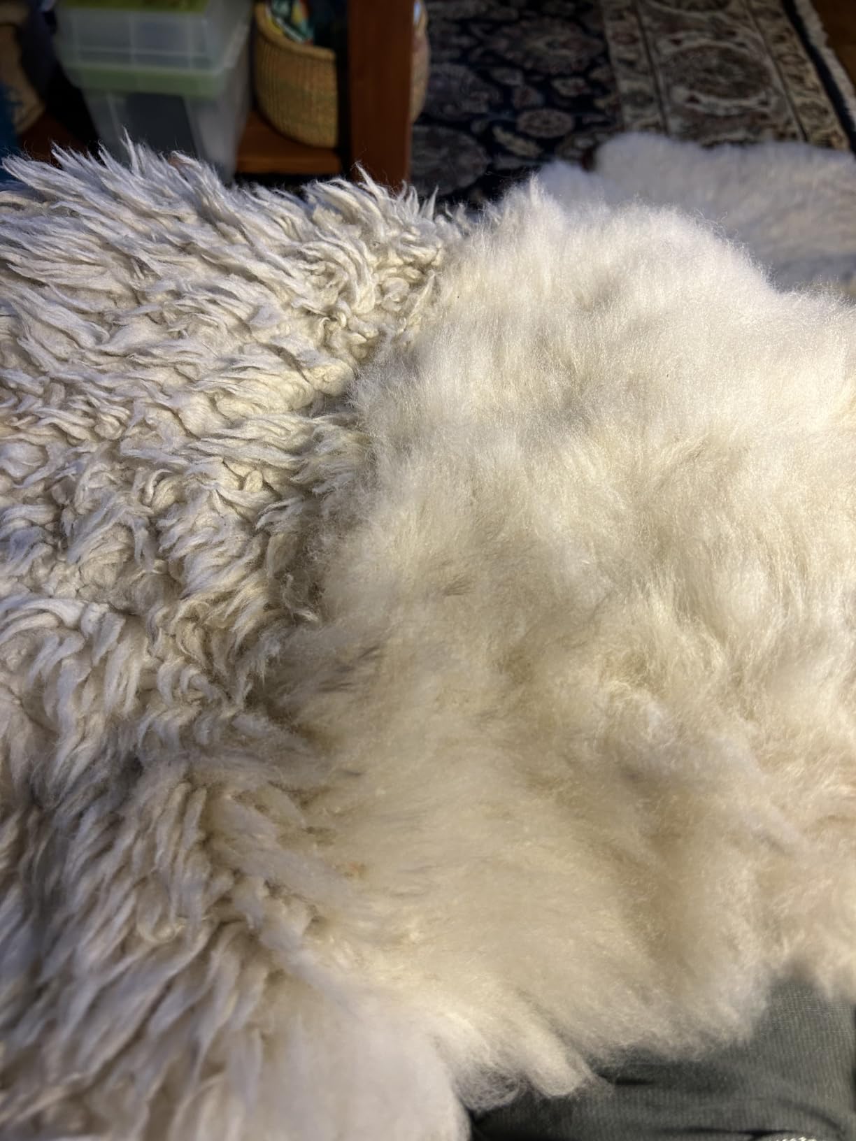 Larger Wool Carder, 5.9