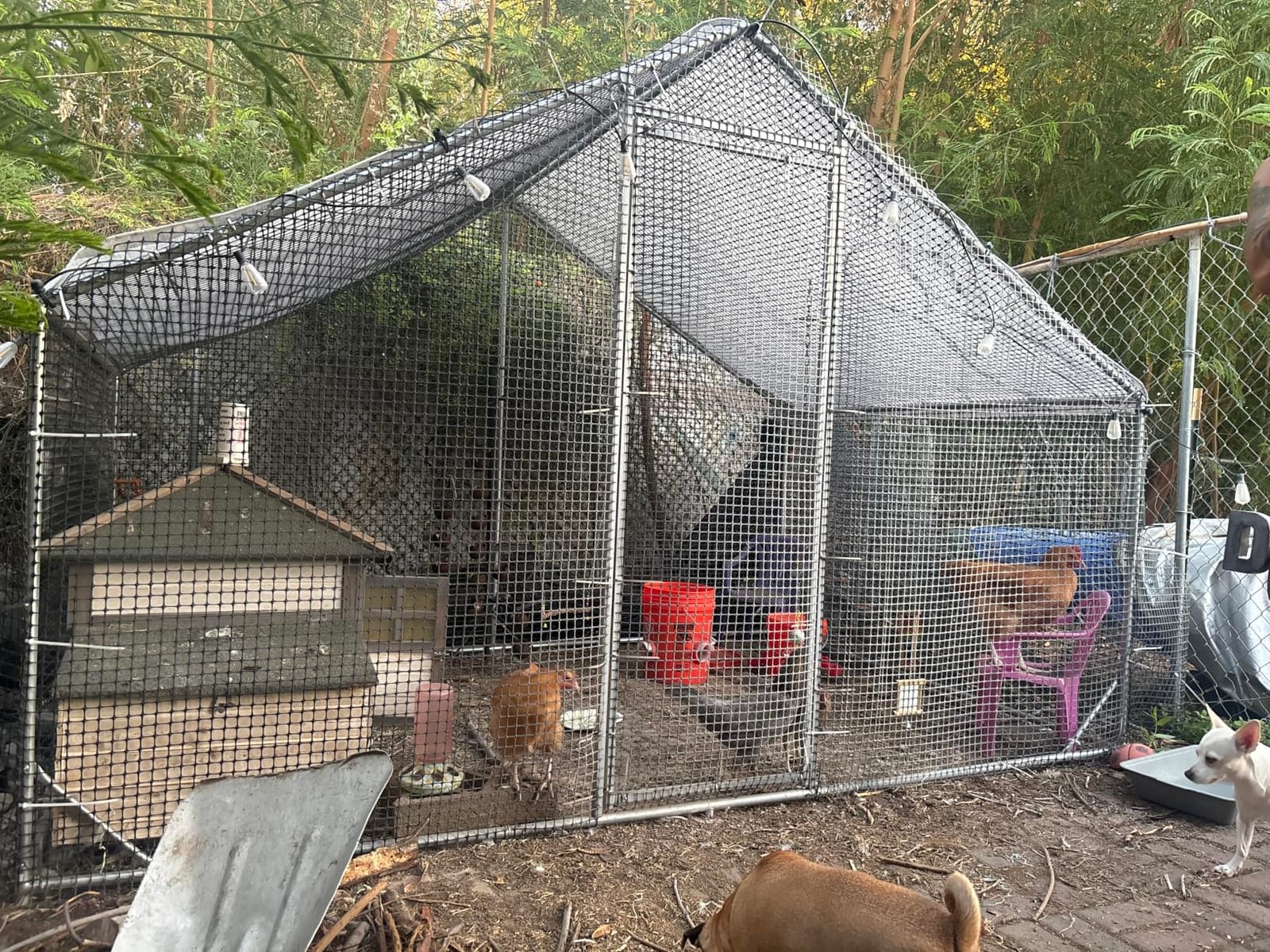CAMMOO Walk in Chicken Coop, 13.1x9.8x6.6ft Chicken Run for Yard with Cover | Upgrade Double Lock & Mesh, Stainless Steel Ties, Easy Assembly, Chicken Pen for Ducks, Rabbits customer photo 2