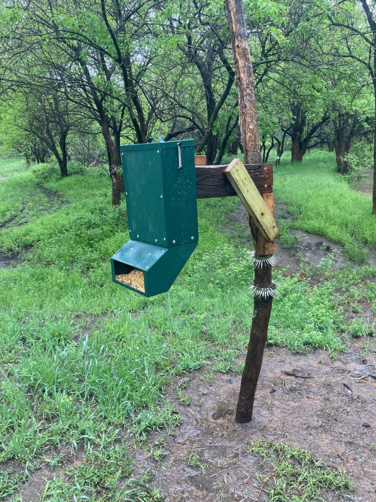 90-110lb Deer Feeder, Heavy Duty Metal Hunting Game Feeder | Weatherproof Wildlife Feeders for Hunting, Gravity Deer Feeder Automatic Dispenser Feeds Protein and Corn, Green customer photo 2