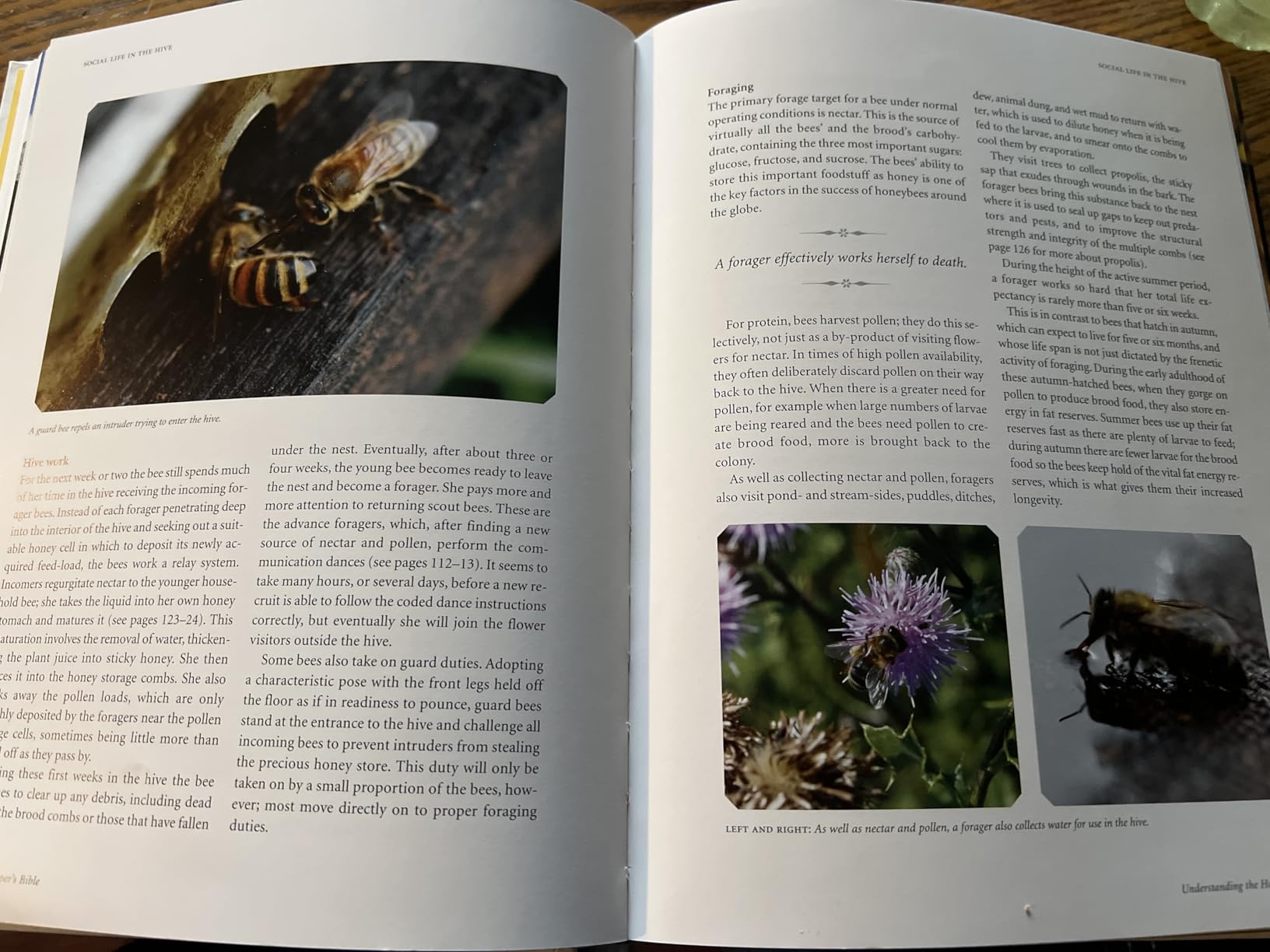 The Beekeeper's Bible: Bees, Honey, Recipes & Other Home Uses (The Backyard Naturalist Series) customer photo 2