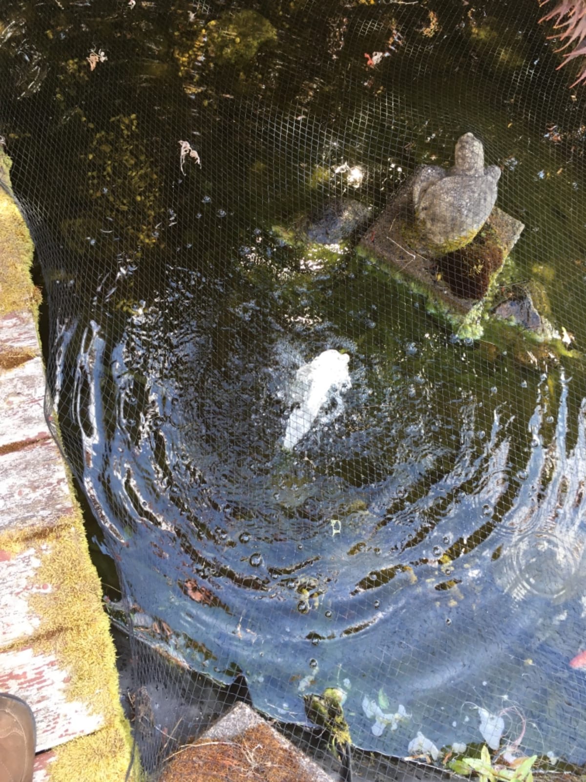 Danner Manufacturing, Inc., Pondmaster 700 GPH Pond-Mag, Magnetic Drive Water Pump, 02527 customer photo 2