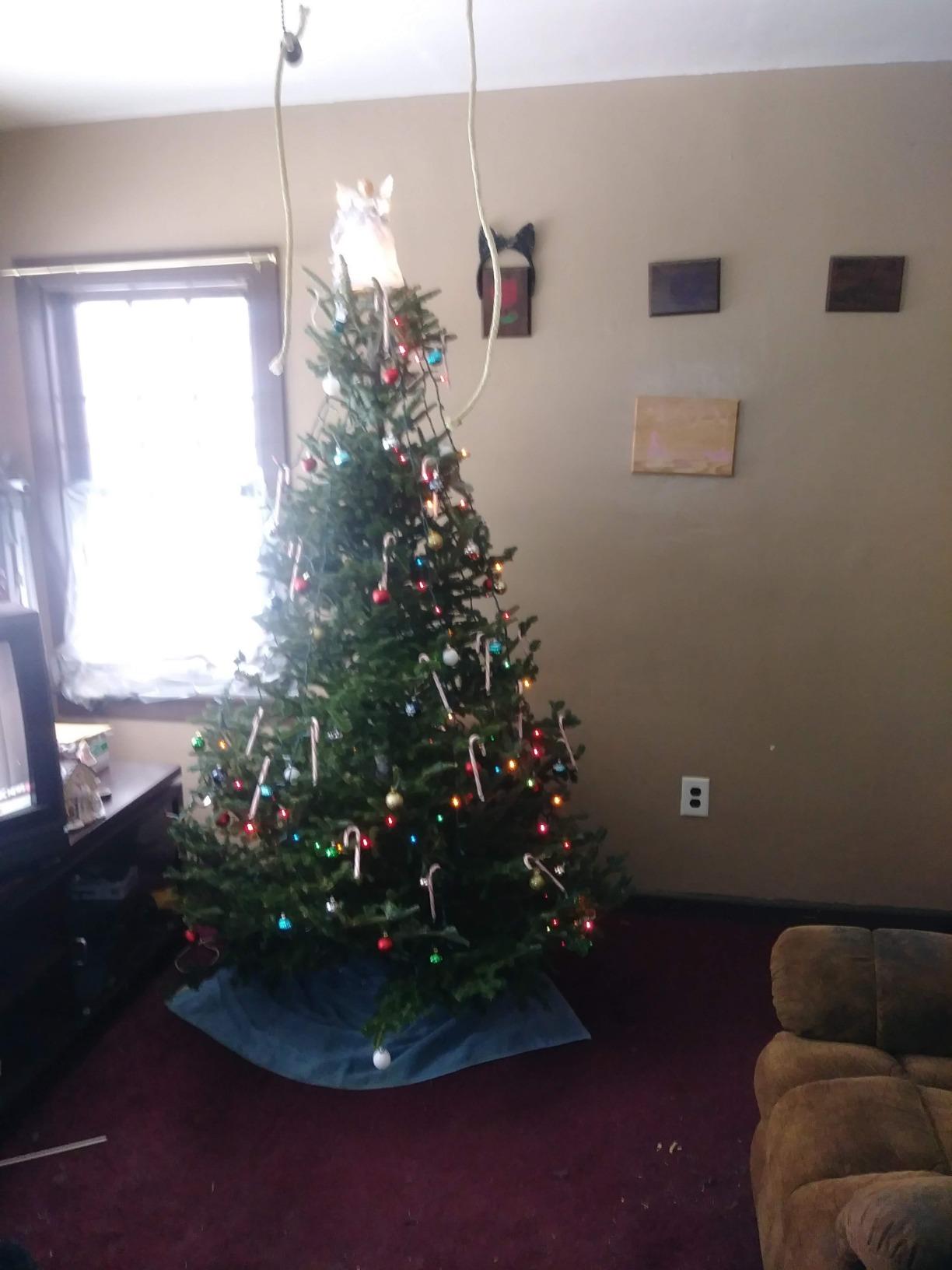 Good Tidings Cinco C-148 Classic Tree Stand For Up To 10' Trees, Medium, Green customer photo 1