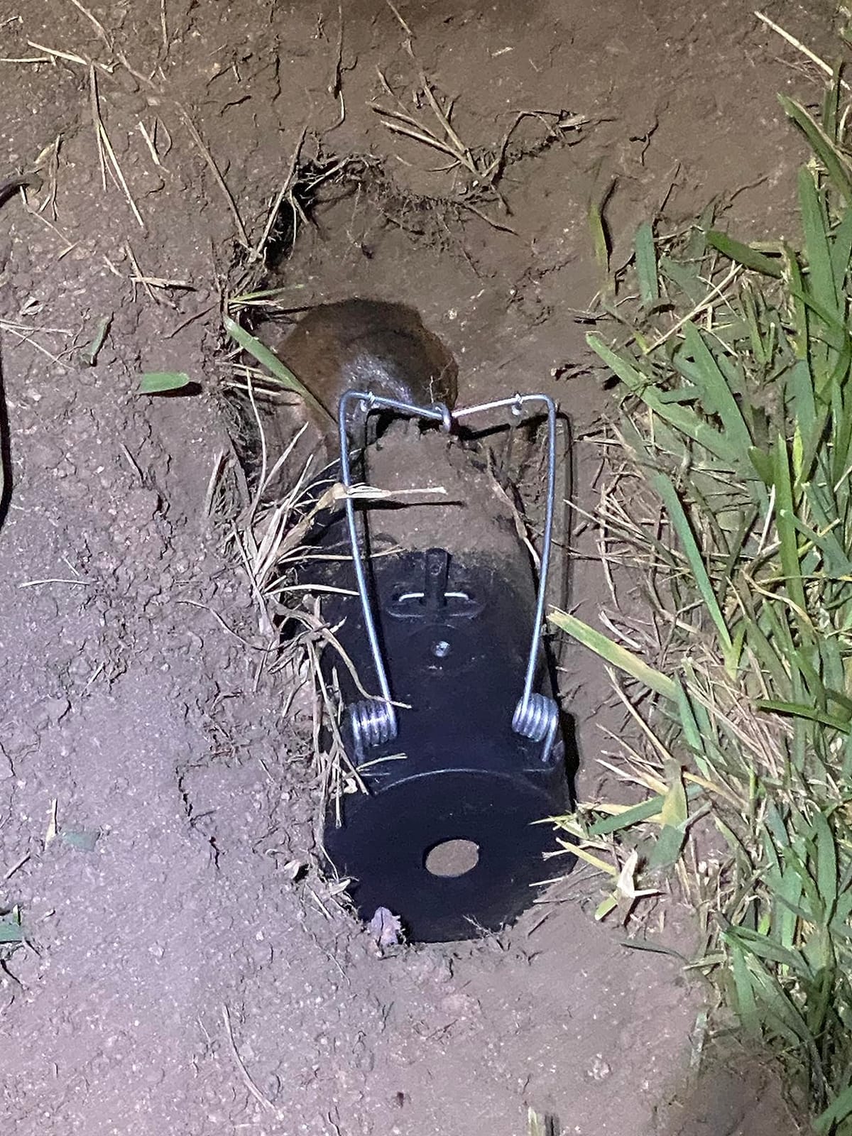 Blackhole Trap - The Original Blackhole Mole, Rodent & Gopher Trap, Spring Loaded, Easy to Use, Reusable Dark Trap Hole for Eliminating Pests in All Yards customer photo 1